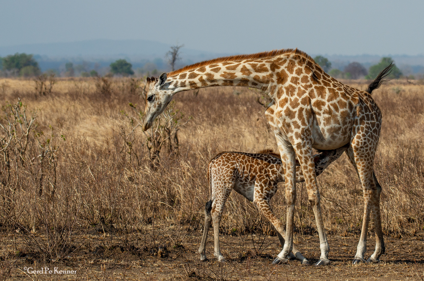 Mutter und Kind :: Giraffe