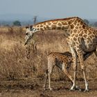Mutter und Kind :: Giraffe