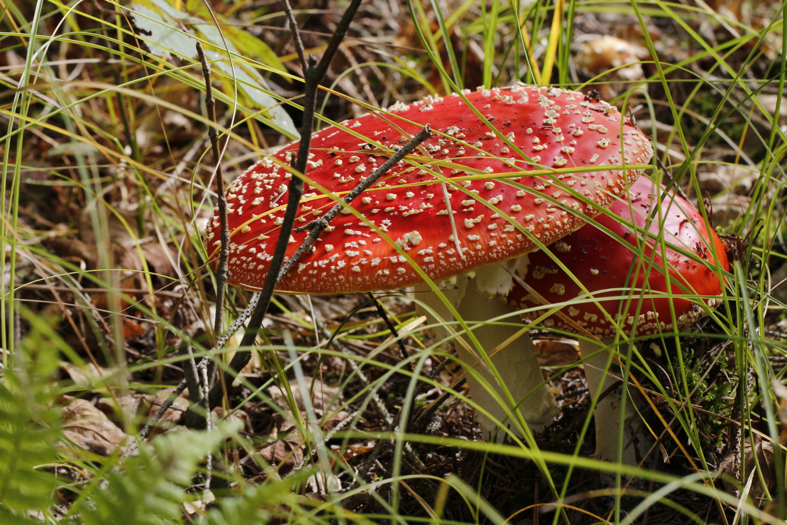 Mutter und Kind im Wald