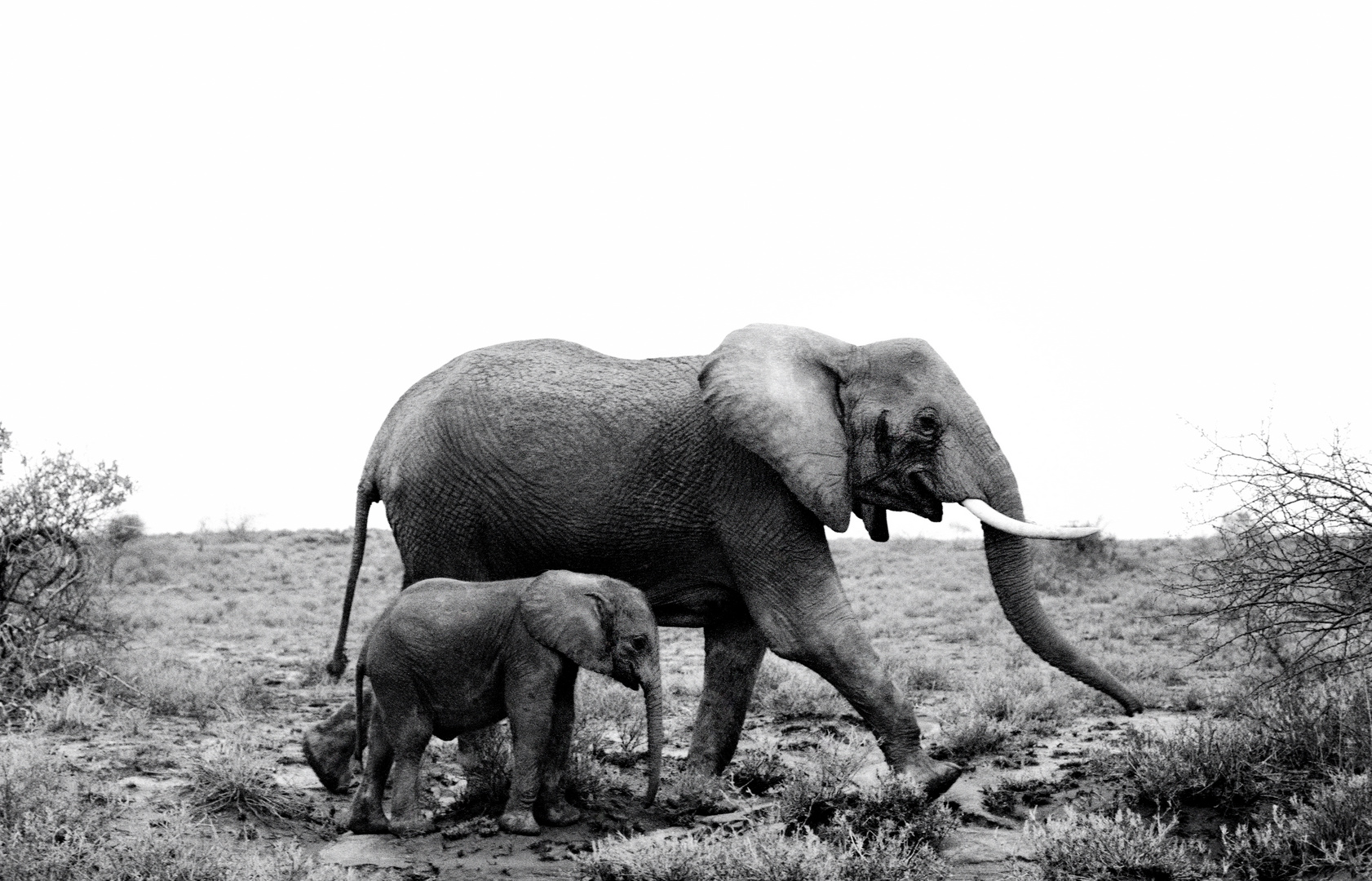 Mutter und Kind in Amboseli