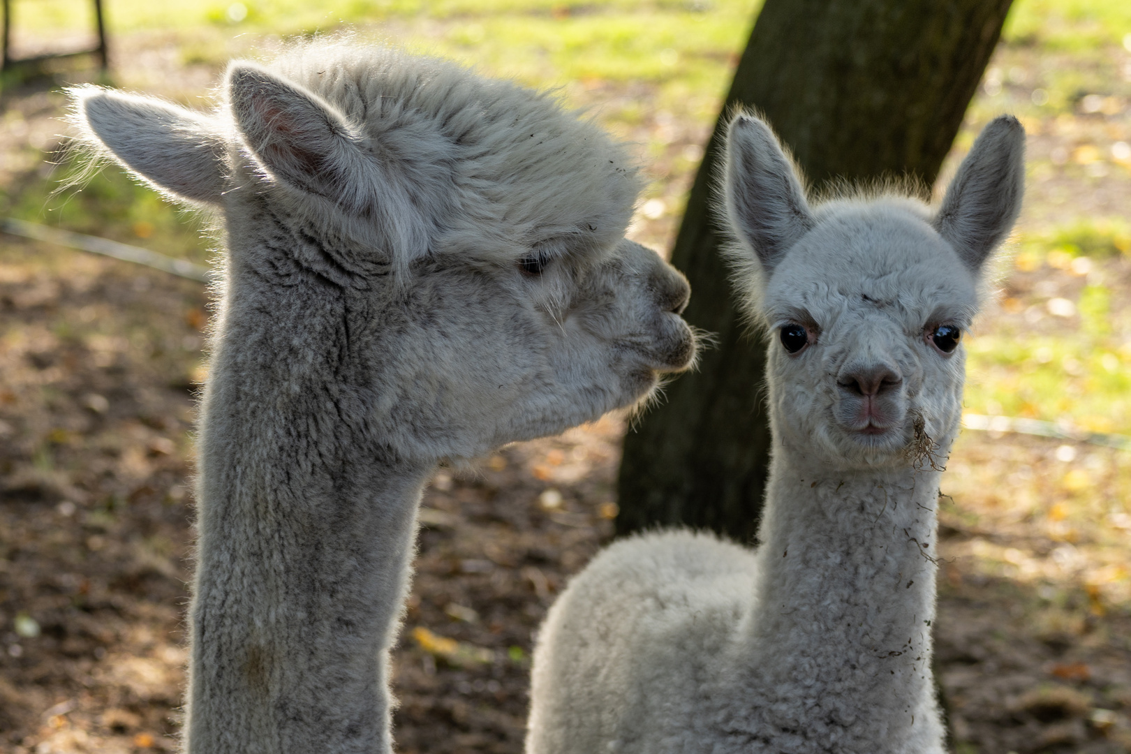 Mutter und Kind Lama .....