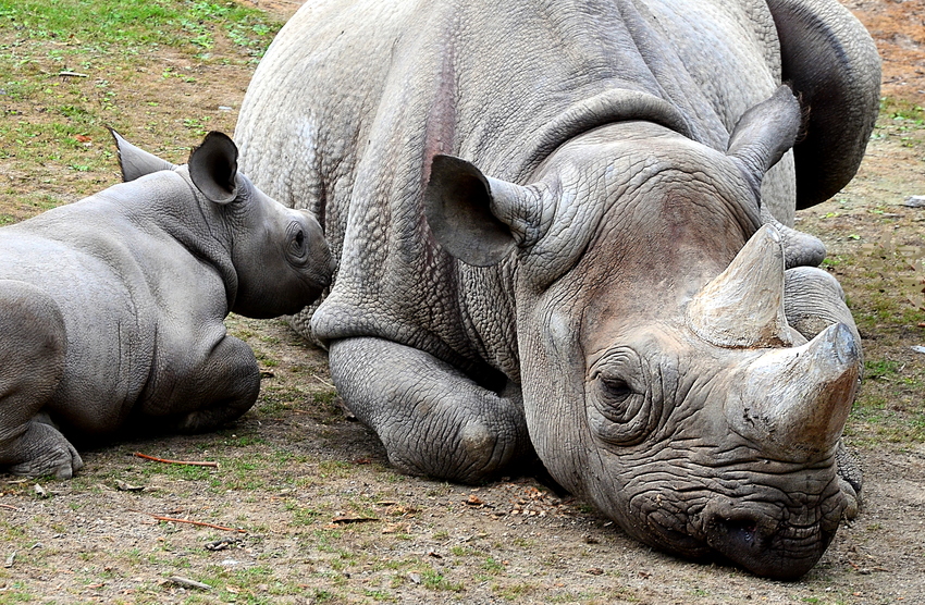 Mutter und Kind - Zoo Krefeld