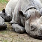 Mutter und Kind - Zoo Krefeld