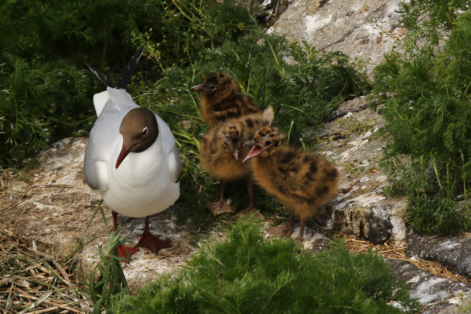 Mutter und Kinder