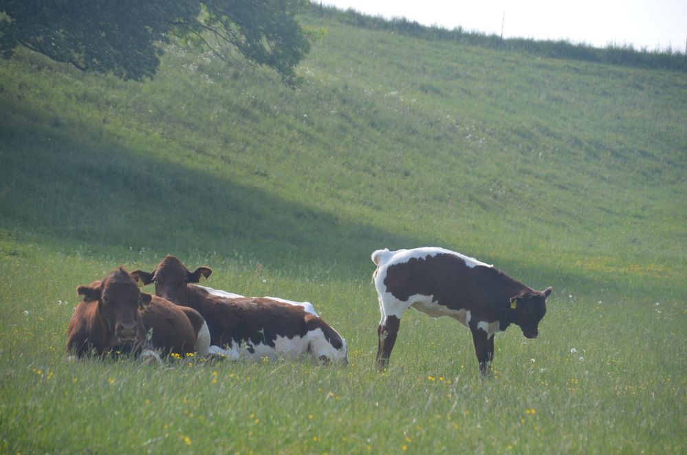 Mutter und Kinderkuhwiese, der Stier steht schon in den Starlöchern!!!