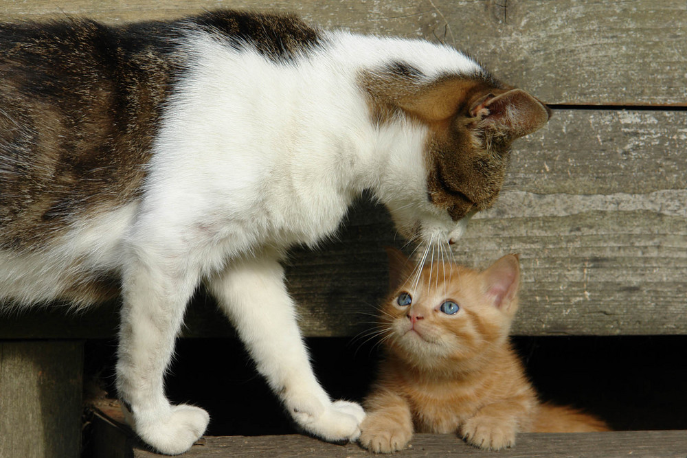 Mutter und Sohn