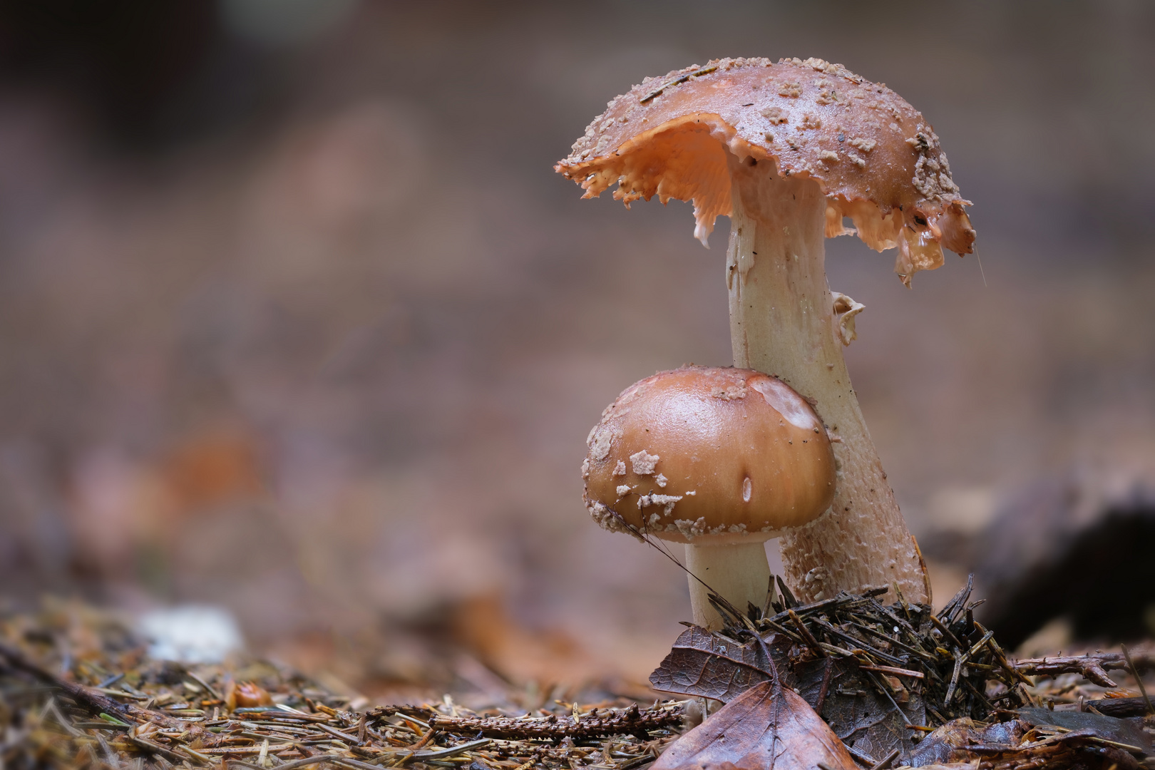 Mutter und Sohn - Pilze im Wald