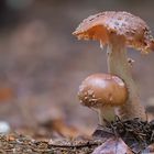Mutter und Sohn - Pilze im Wald