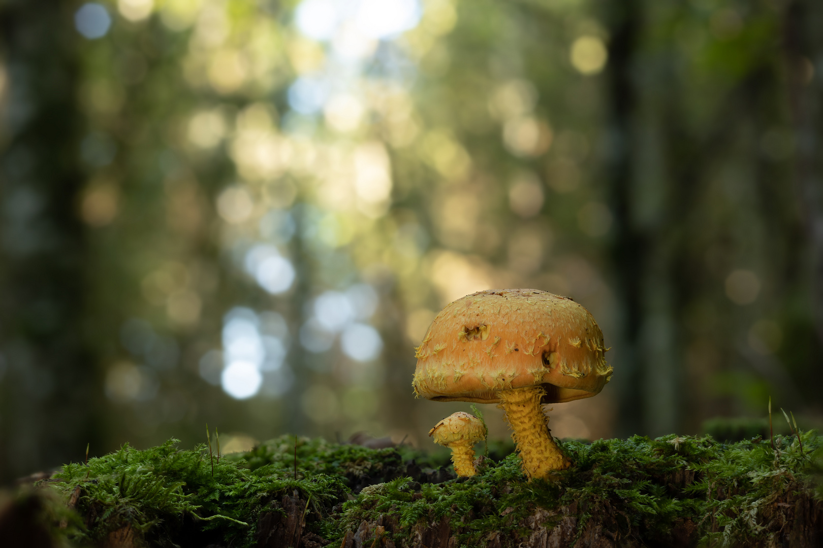 Mutter und Sohn - Pilze im Wald