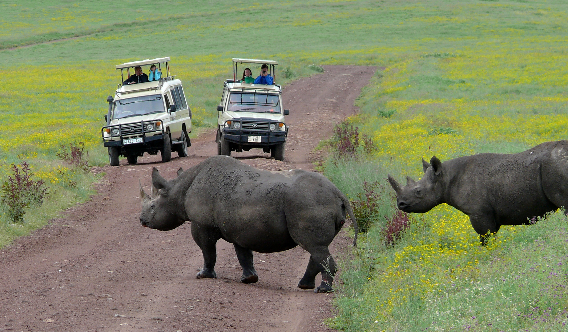 Mutter und Sohn - Rhinos überqueren die Straße