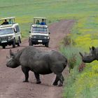 Mutter und Sohn - Rhinos überqueren die Straße