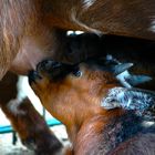 Mutter und Tochter