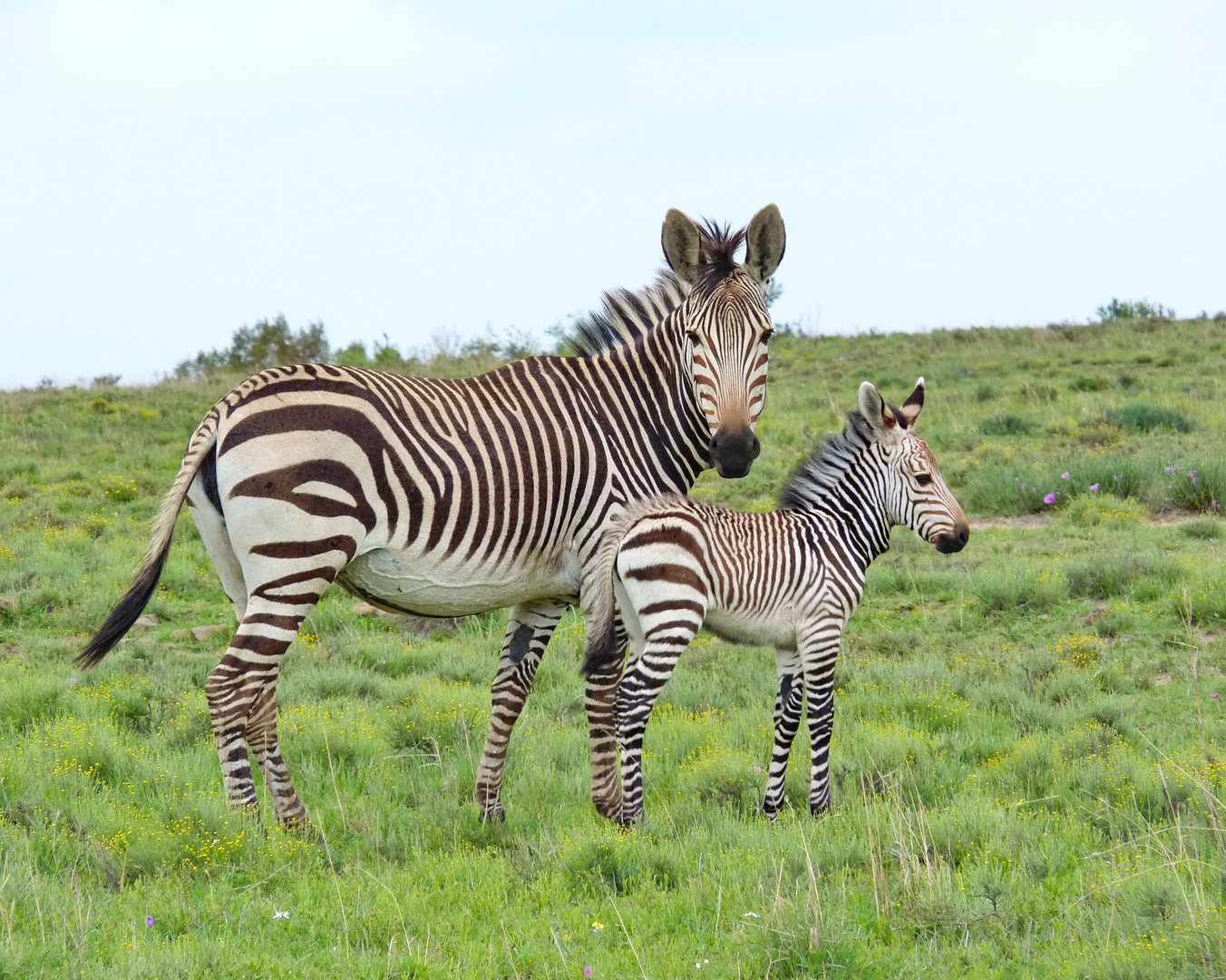 Mutter und Tochter Bergzebra 