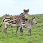 Mutter und Tochter Bergzebra 