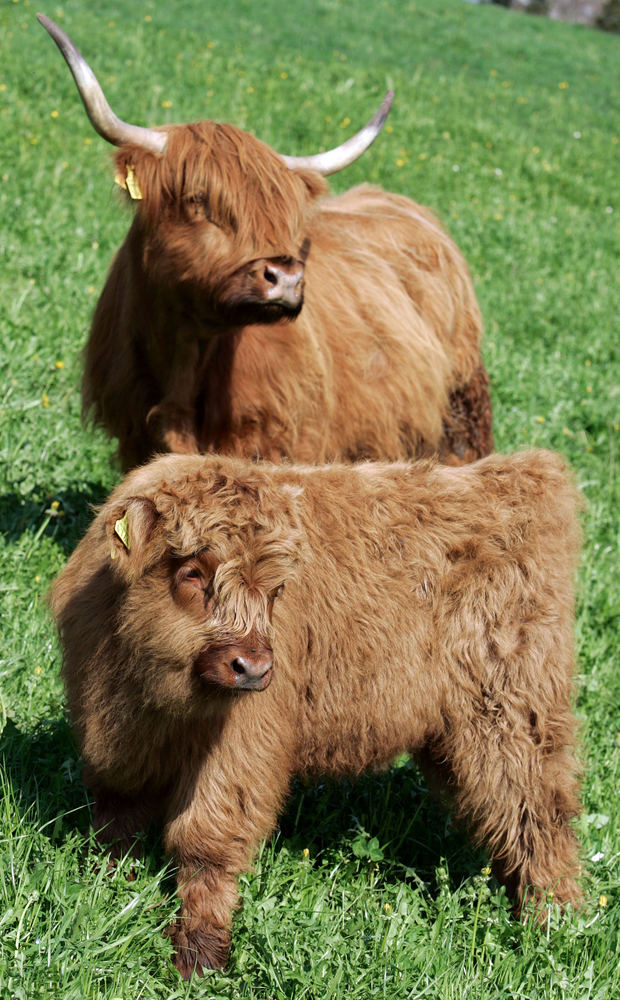 Mutter und Tochter (Highland Cattle)