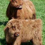 Mutter und Tochter (Highland Cattle)