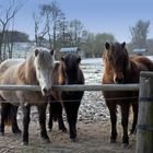 Mutter und Tochter mit Tante .