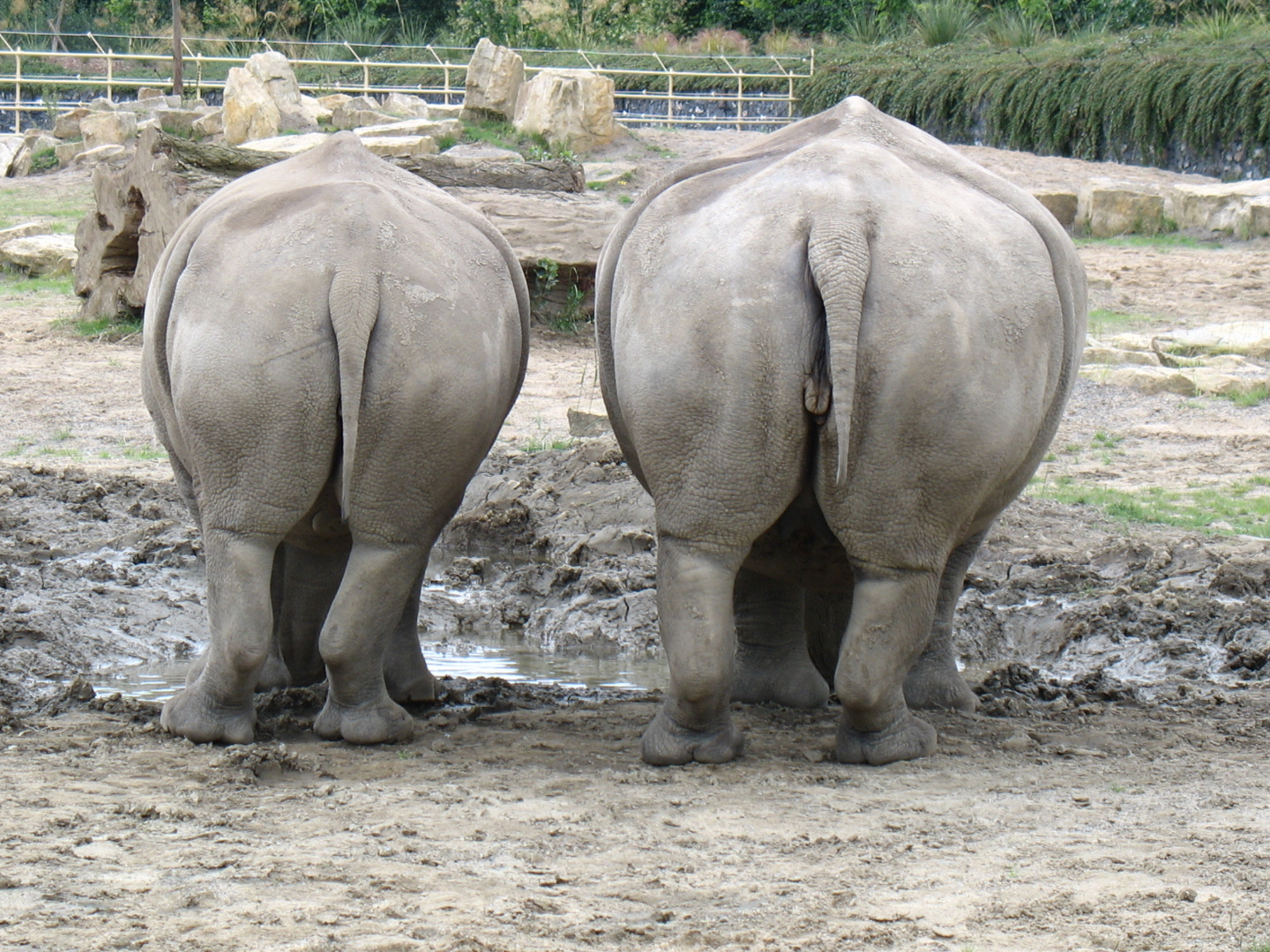 Mutter und Tochter Nashorn