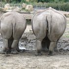 Mutter und Tochter Nashorn