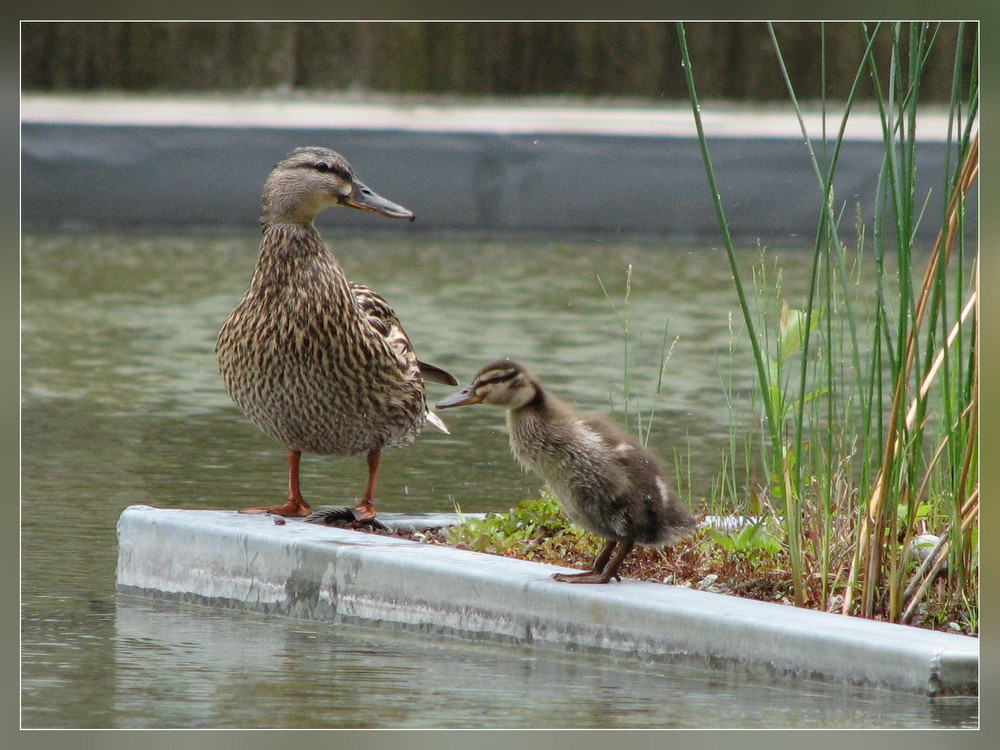 Mutter und Tochter, oder ist es der Sohn?