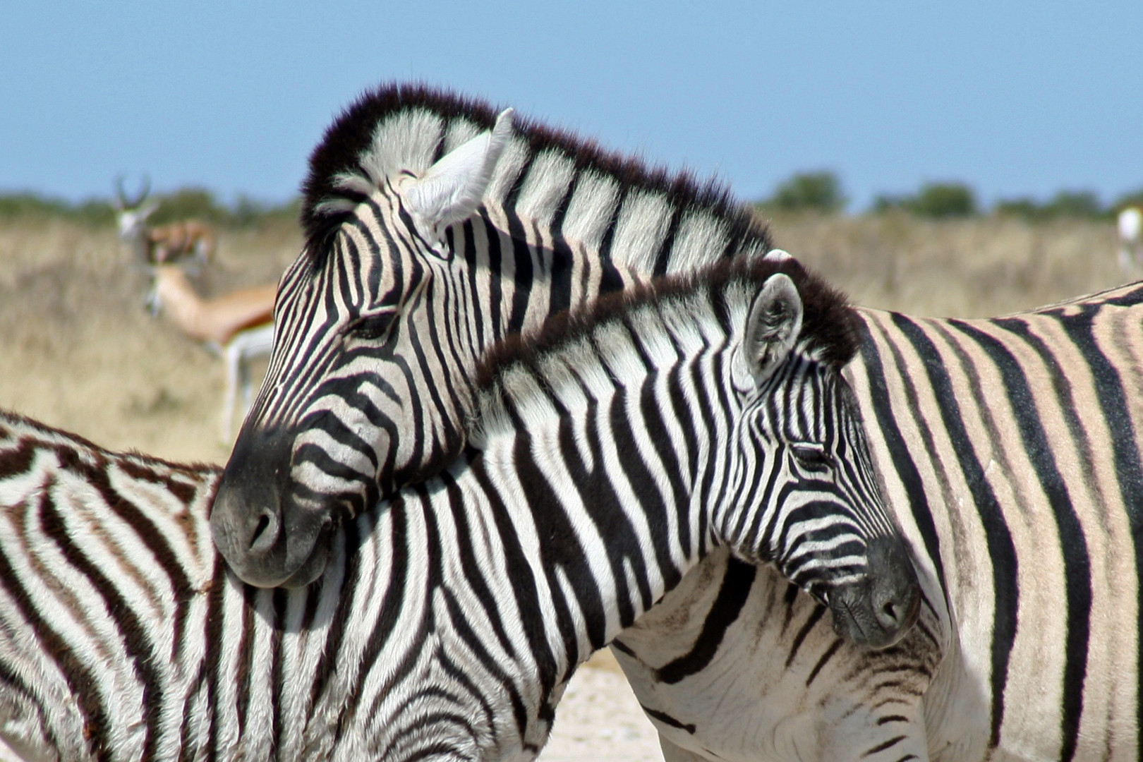 Mutter und Tochter Zebra