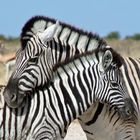 Mutter und Tochter Zebra