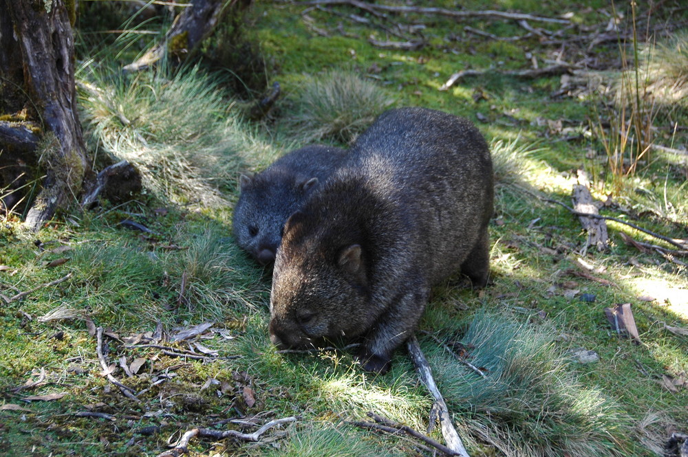 Mutter Wombat mit Kind auf Tasmanien