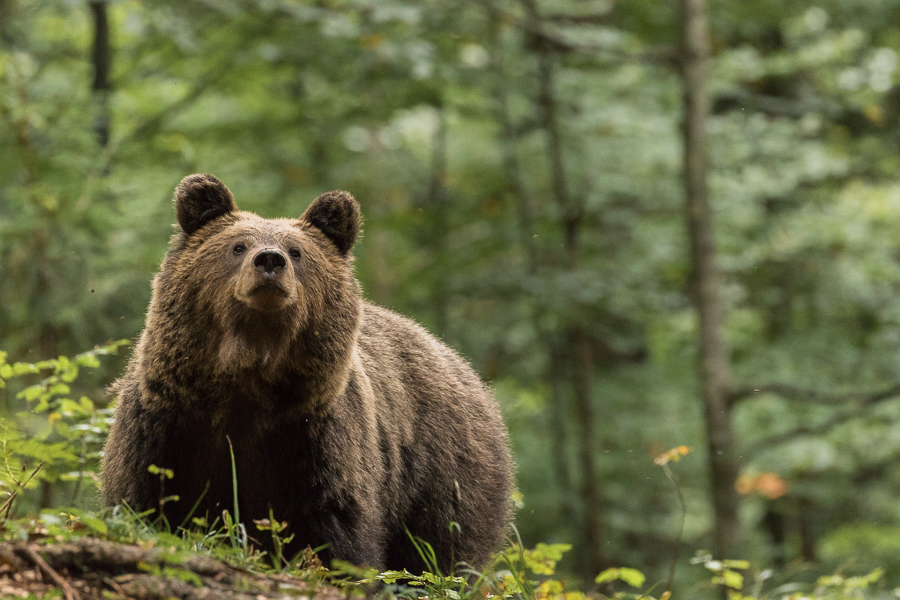 Mutterbärin schnuppert ob die Luft rein ist