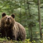 Mutterbärin schnuppert ob die Luft rein ist