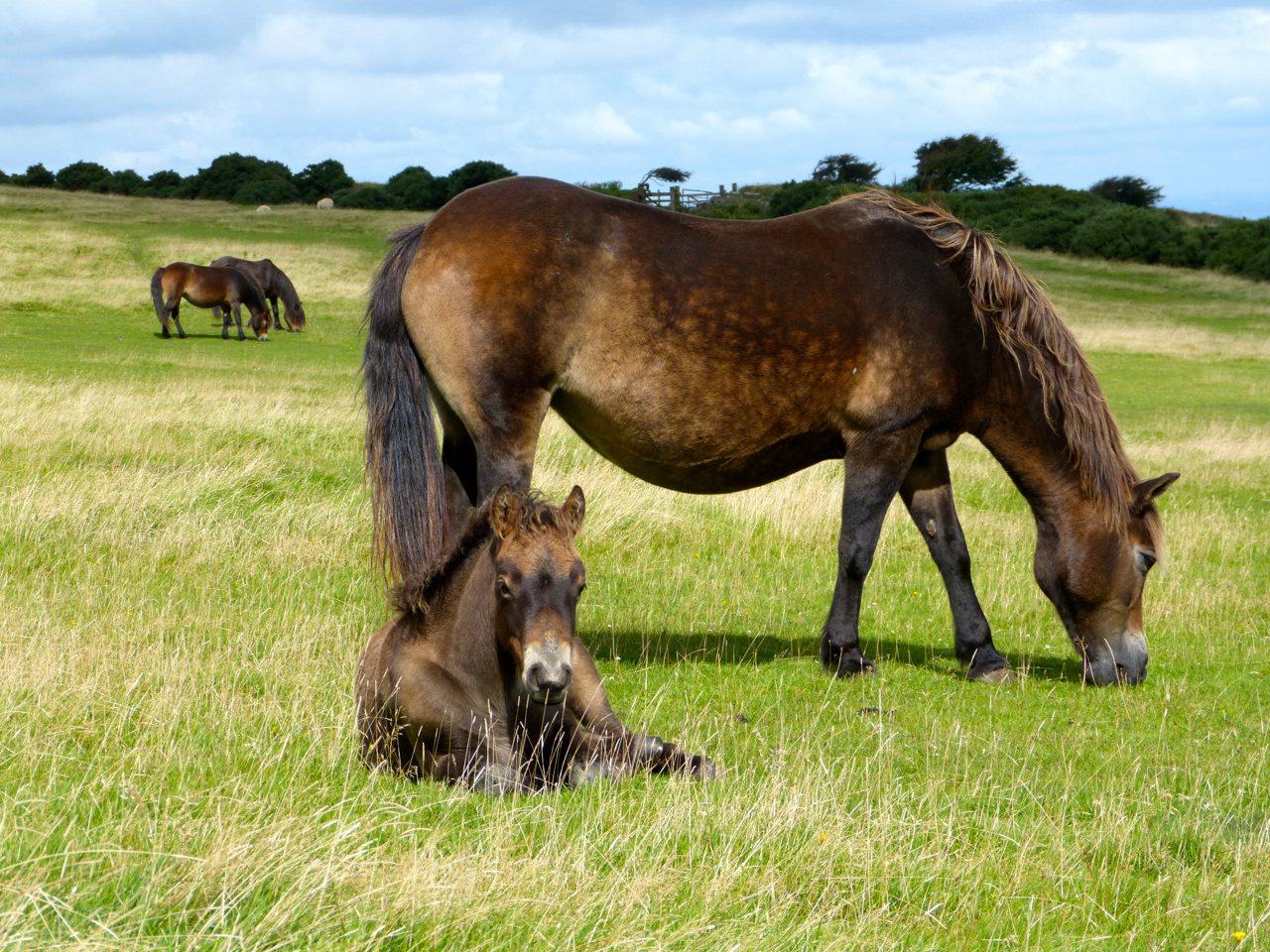 Mutterfreuden im Exmoor-Nationalpark bei den Ponies