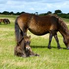 Mutterfreuden im Exmoor-Nationalpark bei den Ponies