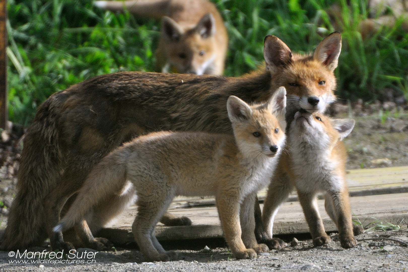 Mutterfuchs mit Nachwuchs