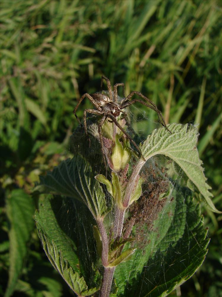 MUTTERGLÜCK