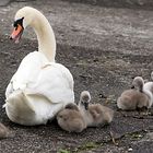 Mutterglück am Bodensee