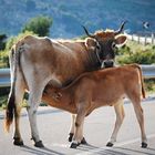 Mutterglück am Passo di Carreboi