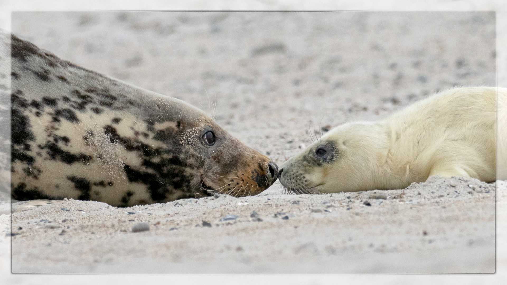 Mutterglück auf Helgoland