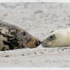 Mutterglück auf Helgoland