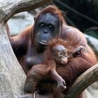 Mutterglück bei Orang Utans