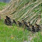 Mutterglück im Dutzend