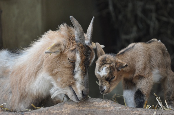 Mutterglück im Zoo.