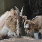 Mutterglück im Zoo.