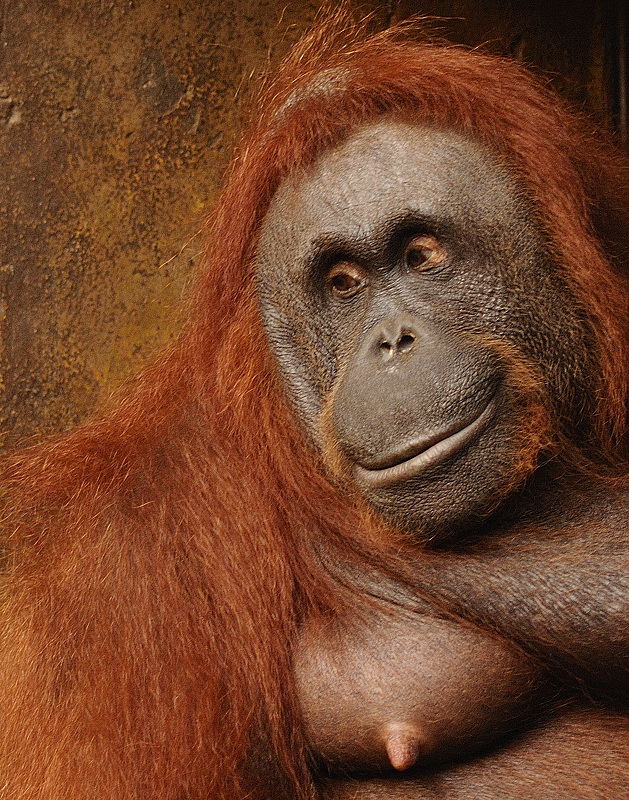 Mutterglück - Orang-Utan-Mama im Allwetterzoo Münster