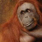 Mutterglück - Orang-Utan-Mama im Allwetterzoo Münster