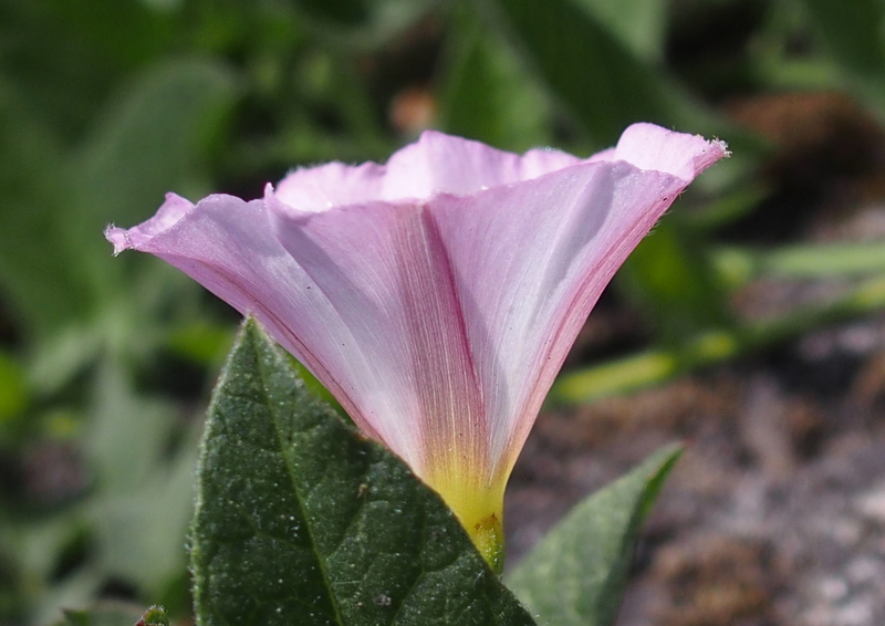 Muttergottesgläschen 'Convolvulus arvensis' Foto & Bild pflanzen