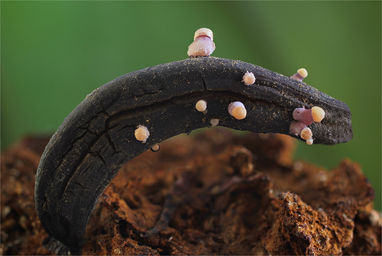 Mutterkorn-Sklerotienkeulchen (Claviceps purpurea)