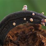 Mutterkorn-Sklerotienkeulchen (Claviceps purpurea)