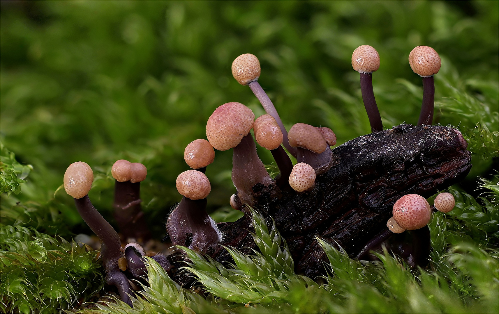 Mutterkorn-Sklerotienkeulchen (Claviceps purpurea)