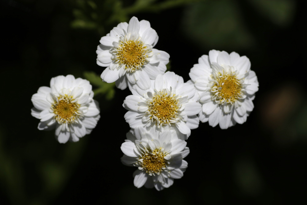 Mutterkraut (Chrysanthemum parthenium)