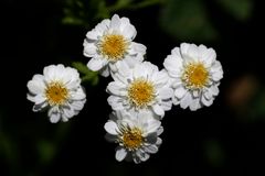 Mutterkraut (Chrysanthemum parthenium)