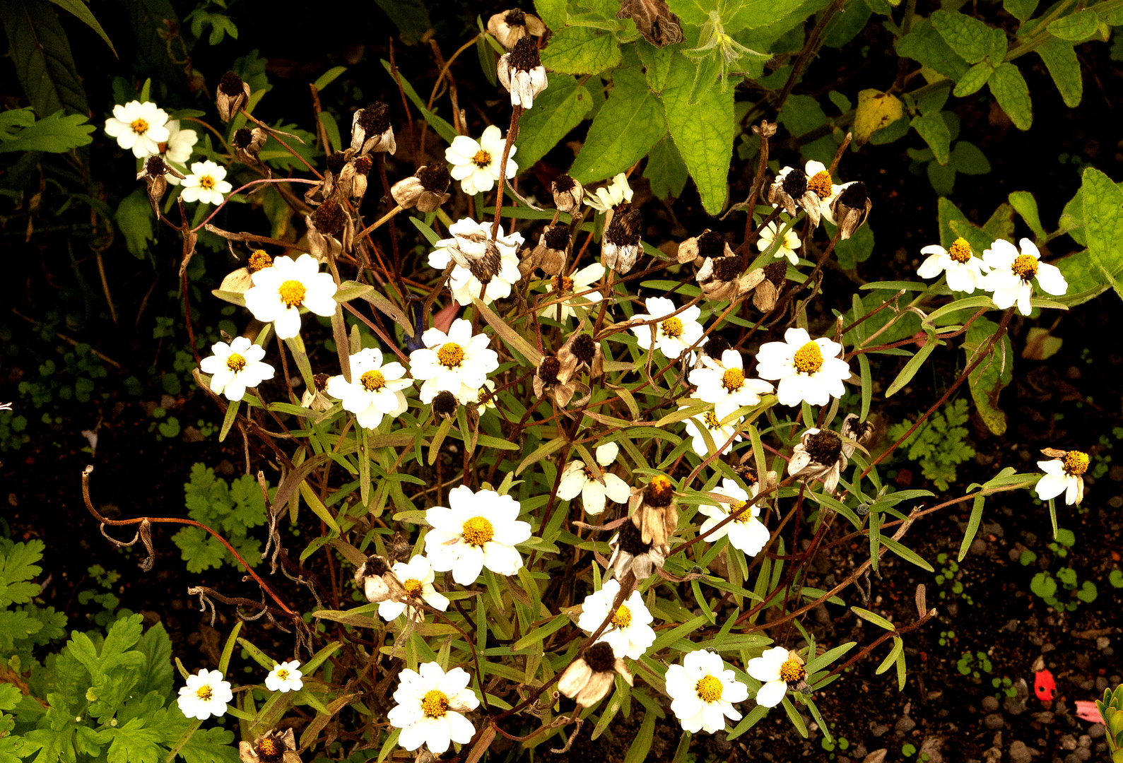 Mutterkraut (Tanacetum parthenium)